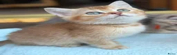 British Longhair cats for sale: TICA BRITISH SHORTHAIR & LONGHAIR KITTENS  - Advert 1