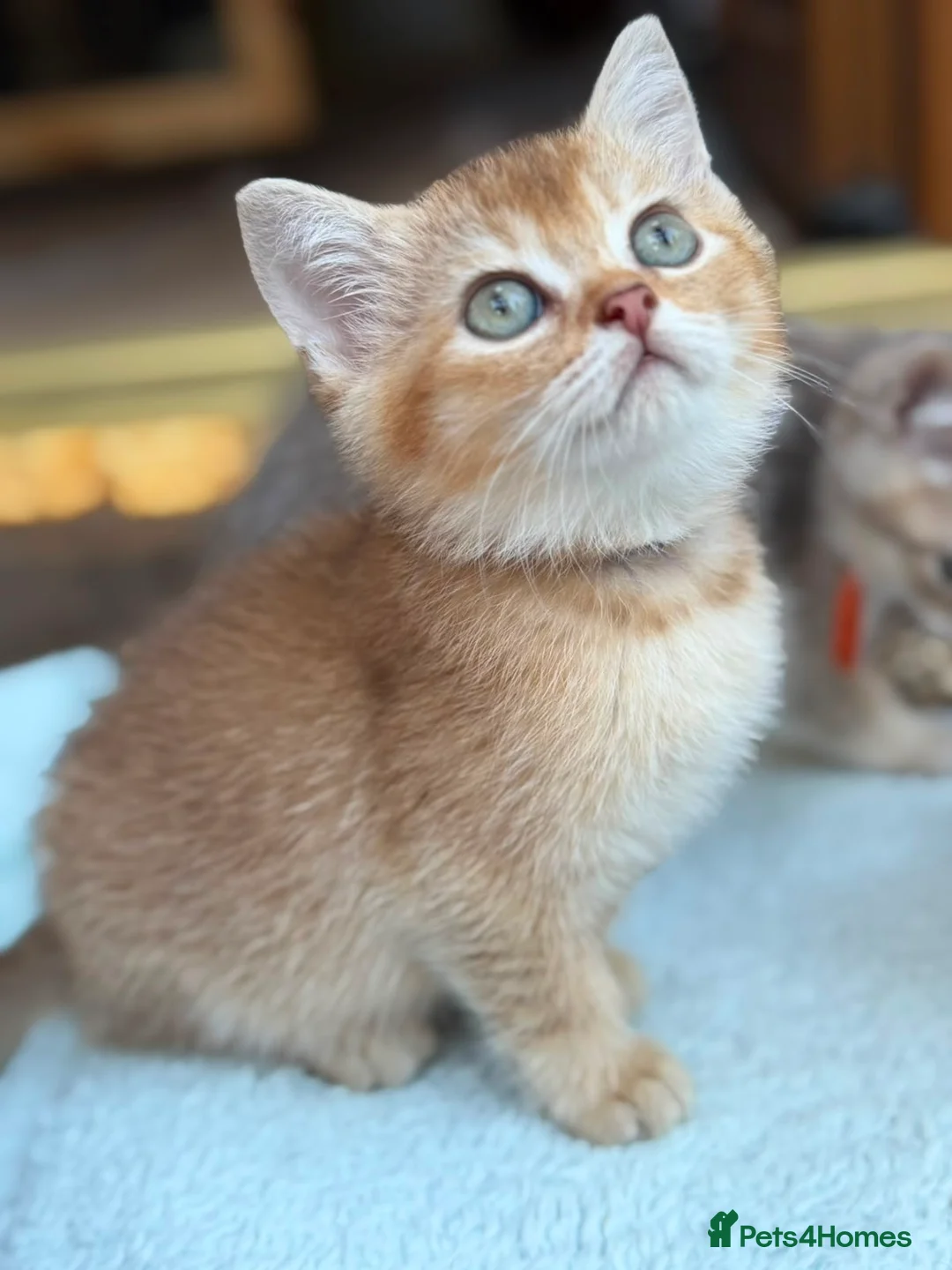 British Longhair cats for sale: TICA BRITISH SHORTHAIR & LONGHAIR KITTENS  - Advert 1