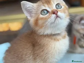 British Longhair cats TICA BRITISH SHORTHAIR & LONGHAIR KITTENS - Advert 1