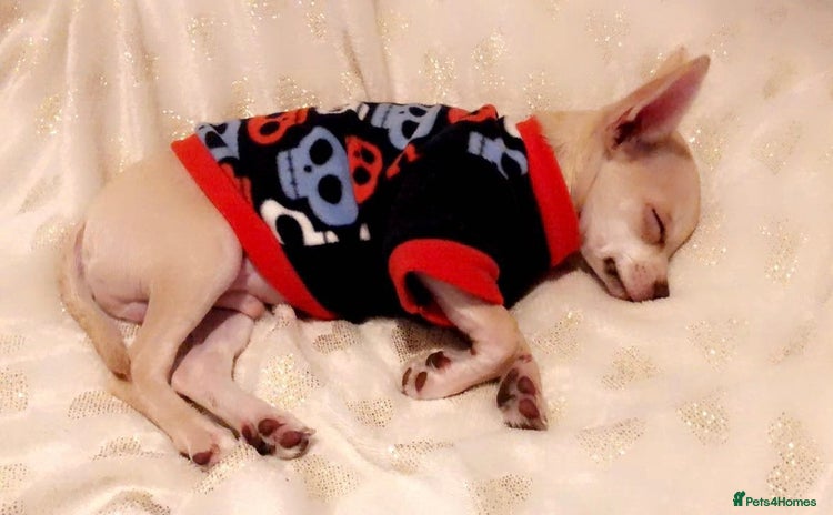 Chihuahua dogs - Advert 3