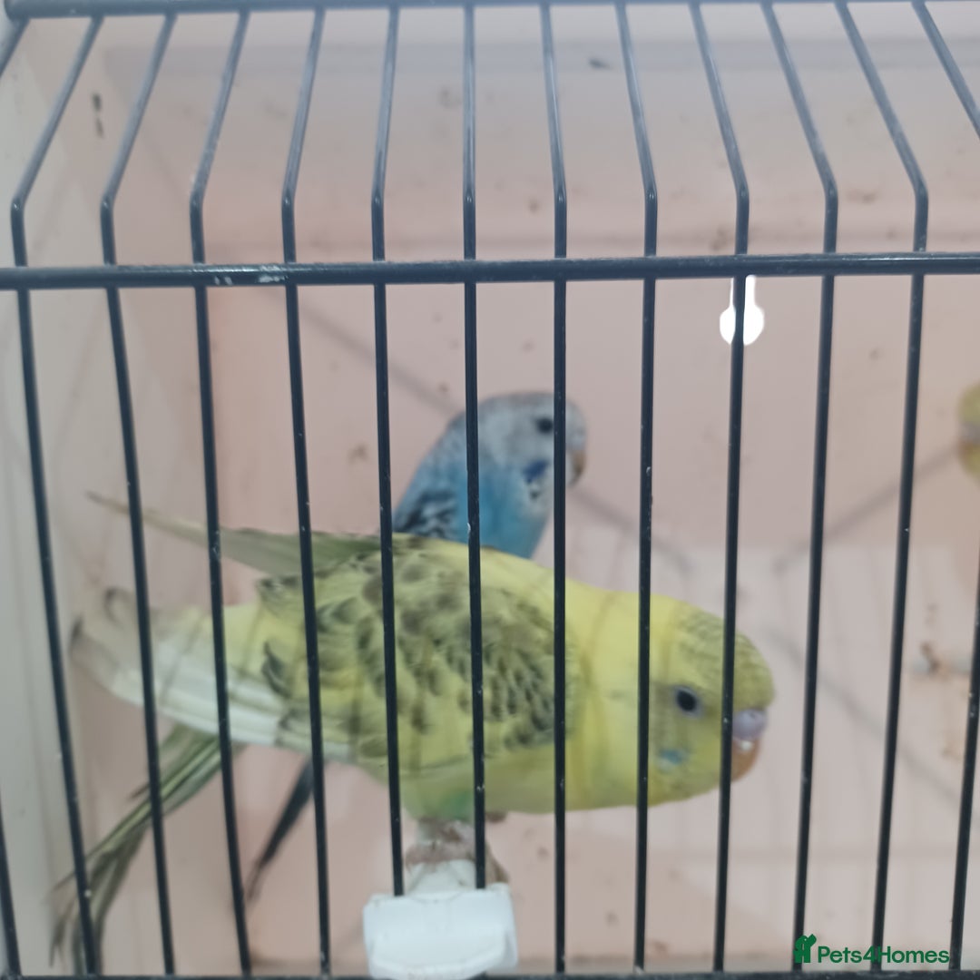 Budgerigars birds for sale: BUDGIES FOR SALE  - Advert 3