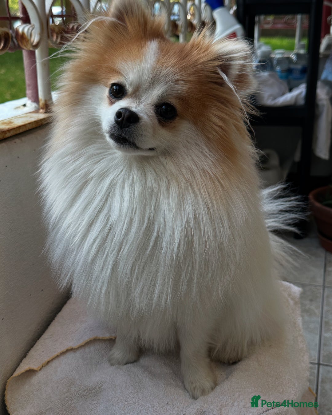 Pomeranian dogs for stud: Lover boy Romeo  - Advert 22