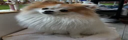 Pomeranian dogs for stud: STUD ONLY Lover boy Romeo  - Advert 22