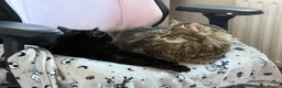 Ragdoll cats for sale: 2 cats (bonded) - Advert 1