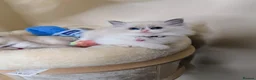Ragdoll cats for sale: 🏆Tica Registered kittens from EU champion lines🏅 - Advert 24