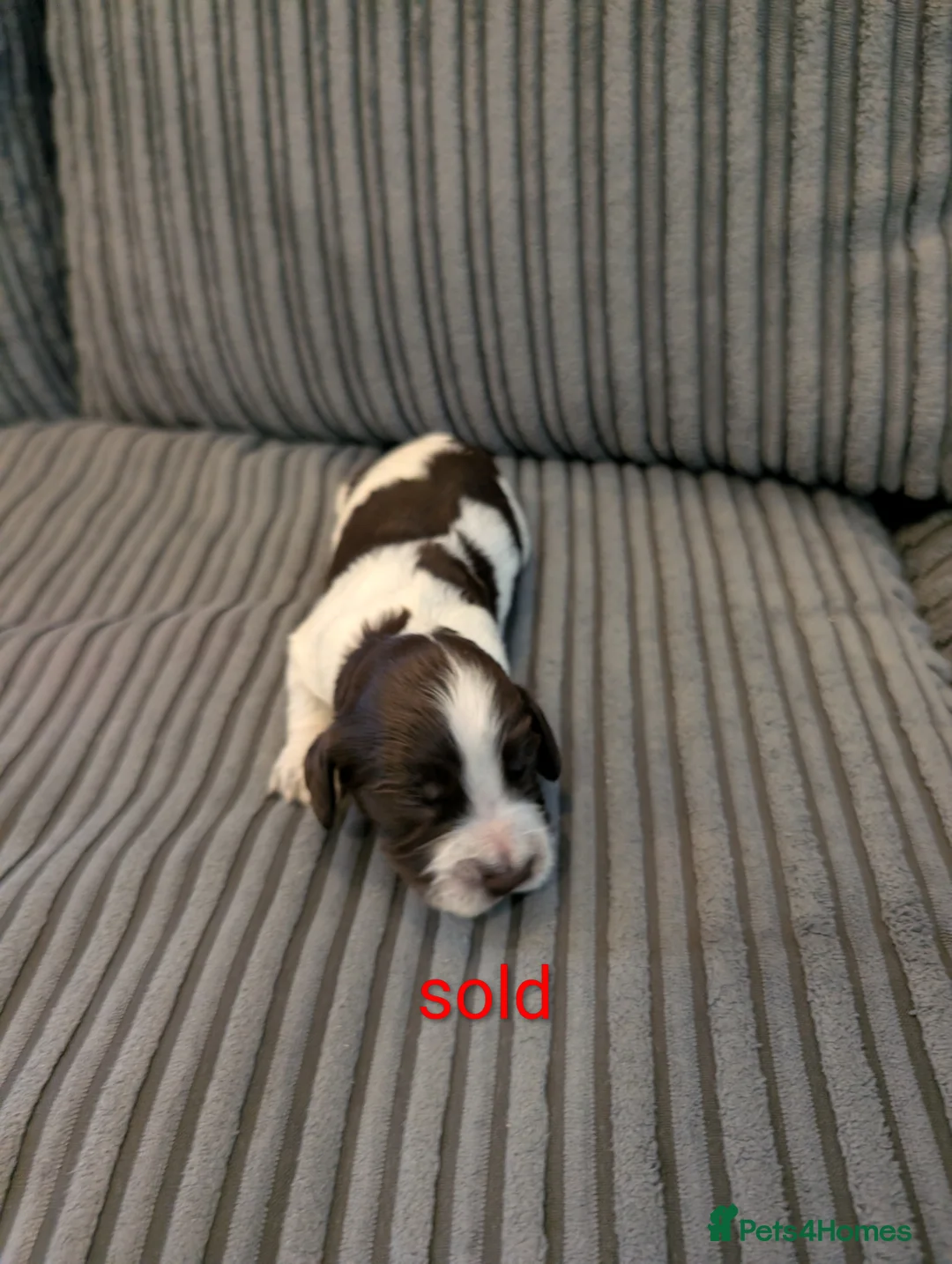 Cocker Spaniel dogs for sale: Working cocker spaniel puppies  - Advert 9