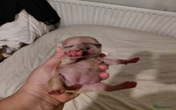 French Bulldog dogs for sale: Amazing litter of french bulldog puppies - Image 3