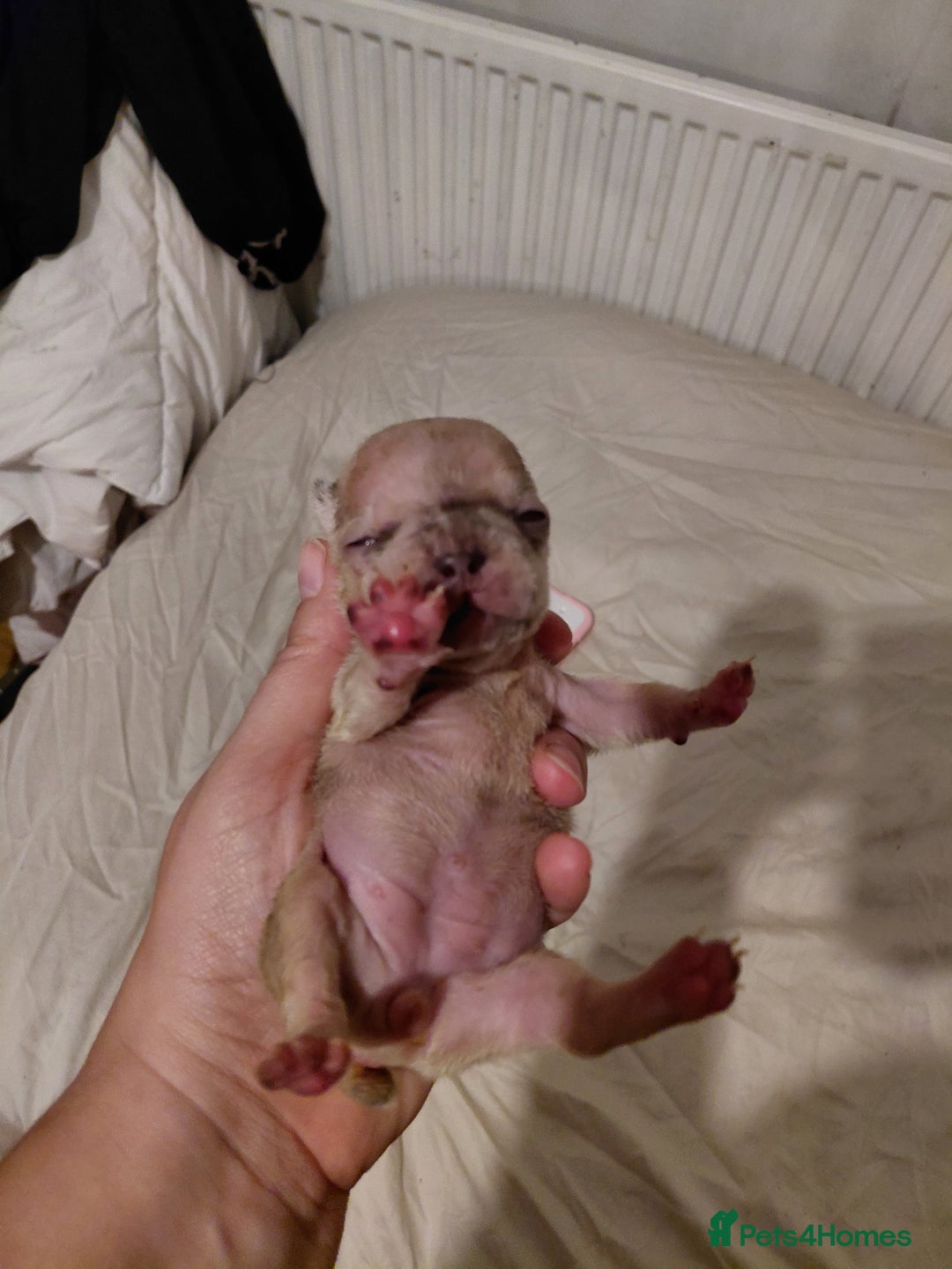 French Bulldog dogs for sale: Amazing litter of french bulldog puppies - Image 3