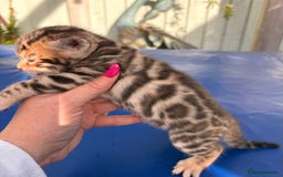 Keetso cats for sale: Stunning golden keetsos  - Image 10