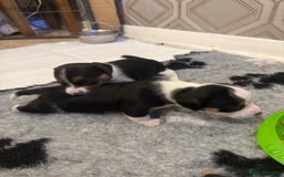 Jack Russell dogs for sale: Jack Russell pups non KC  - Image 4