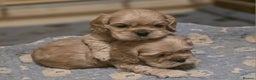 American Cocker Spaniel dogs for sale: Stunning Anerican Cocker spaniels girl - Advert 12