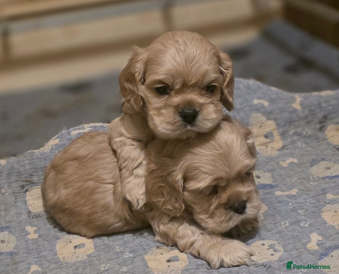 American Cocker Spaniel dogs for sale: Stunning Anerican Cocker spaniels girl - Advert 12