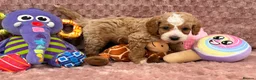 Cavapoo dogs for sale: Stunning F1B Cavapoos FULLY DNA health tested - Advert 29