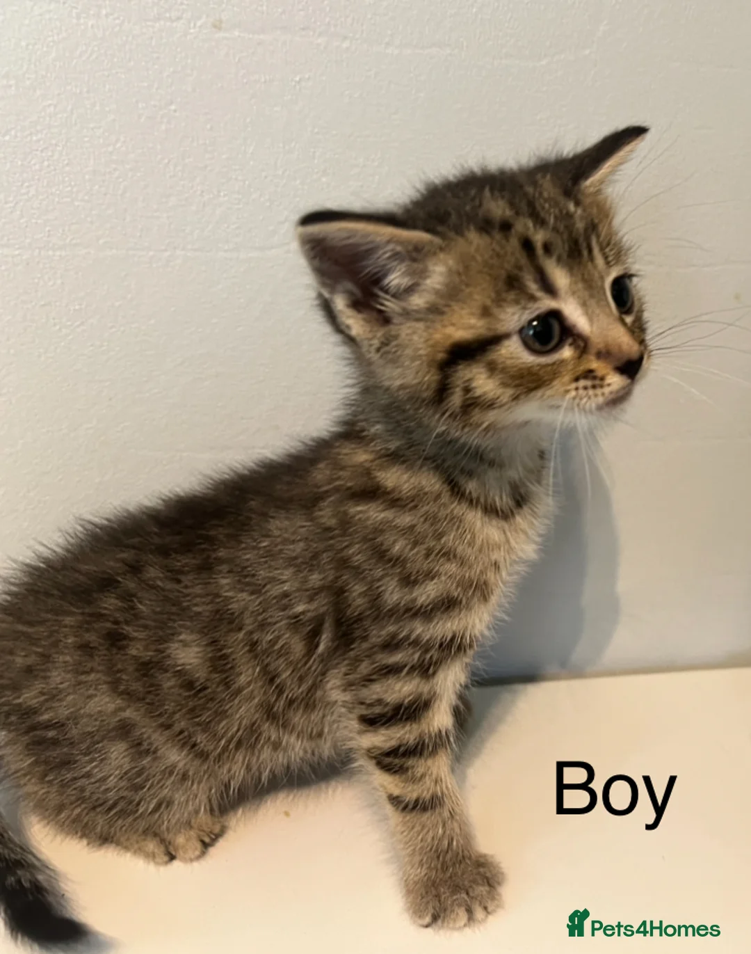 Bengal cats for sale: 2 gorgeous bengal mix kittens  - Advert 9