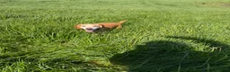 Bocker dogs for sale: Bocker male 7 years old  - Advert 3