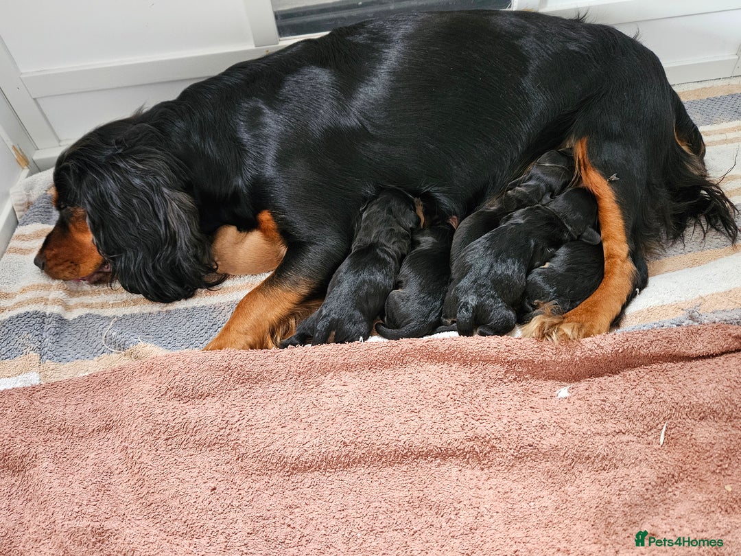 Cocker Spaniel dogs for sale: Working Cocker Spaniel Puppies  - Image 12