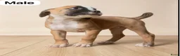 American Bulldog dogs for sale: American Bulldog Puppies - Advert 10