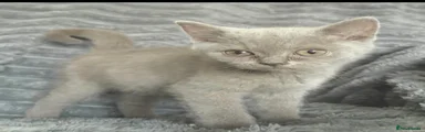 British Shorthair 5