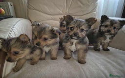 Mixed Breed dogs for sale: White yorkie (Biewer Terrier) X pomeranian  - Image 3