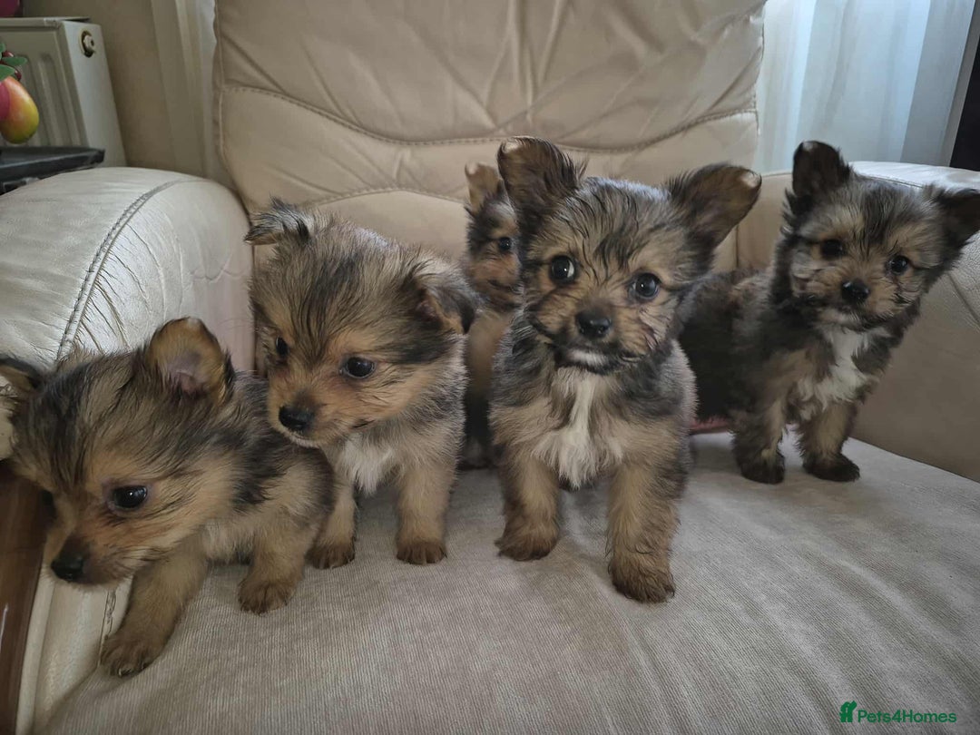 Mixed Breed dogs for sale: White yorkie (Biewer Terrier) X pomeranian  - Image 3