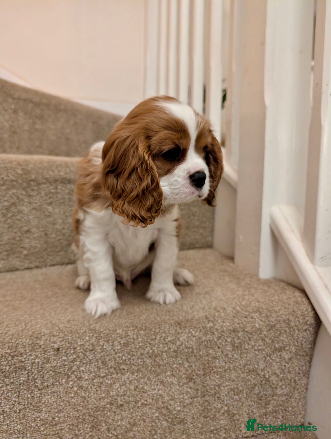 Cavalier King Charles Spaniel dogs for sale: Fully health tested CKCS 🐶💙🐾 - Image 11