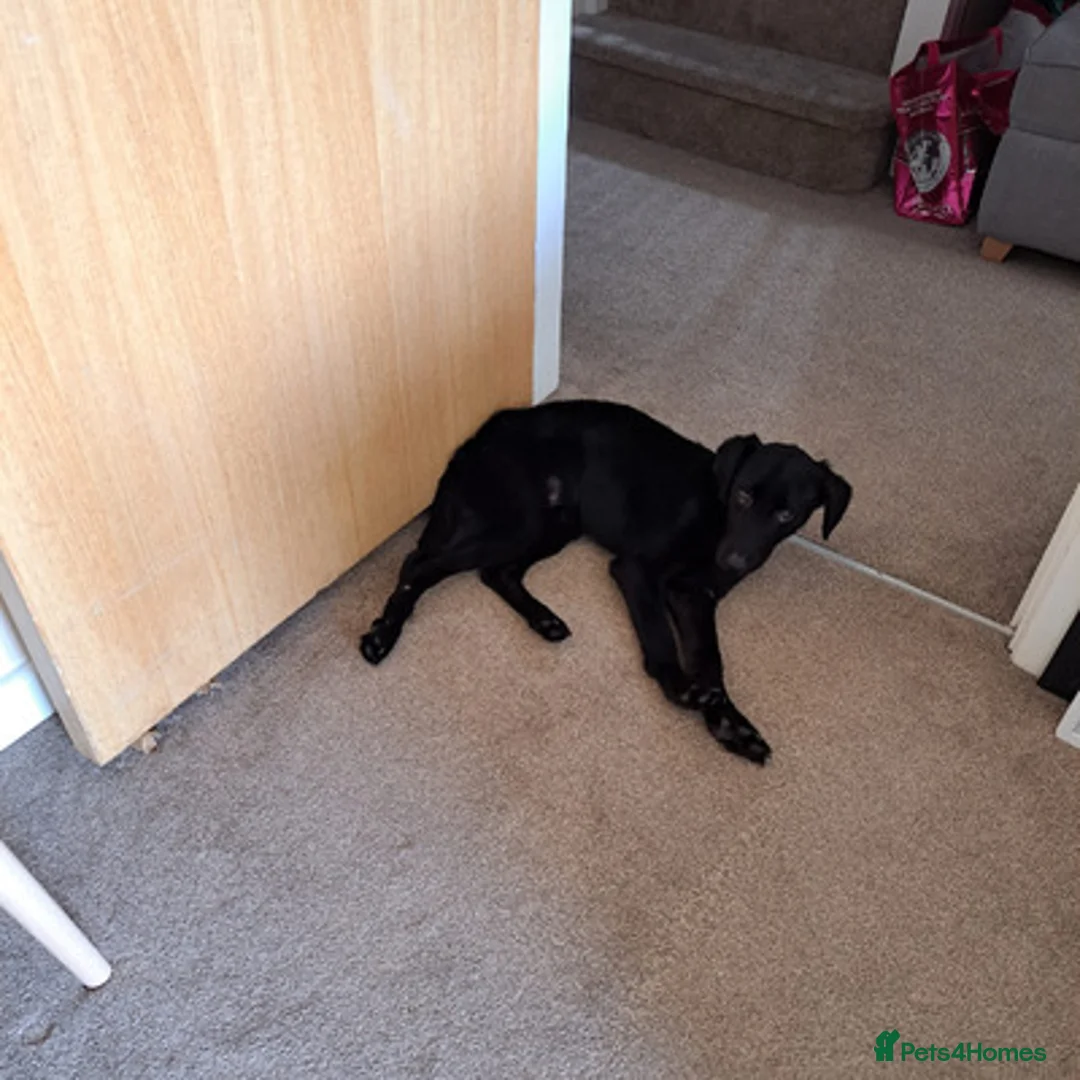Labrador Retriever dogs for sale: LOVING LABRADOR RETRIEVER FOR REHOMING in Edinburgh - Advert 5