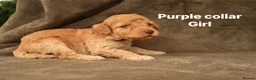 Labradoodle dogs for sale: Labradoodles Miniature/Midi Puppies Muliti Gen  - Advert 13