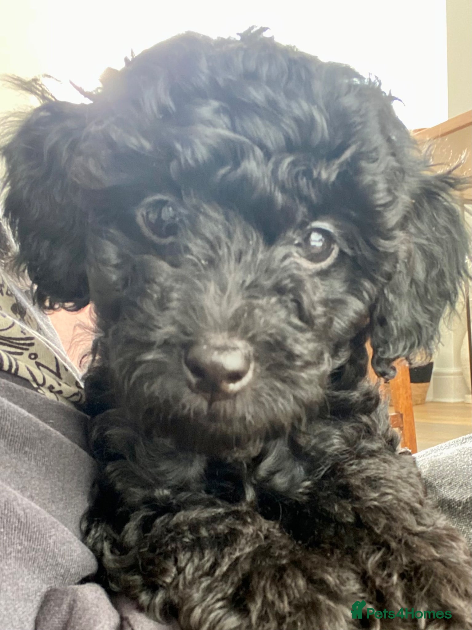 Cockapoo dogs Adorable, F1 cockapoos - Advert 10