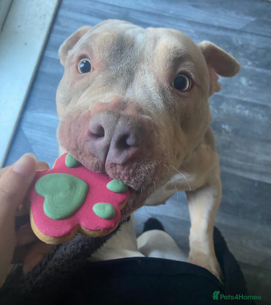 American Bully dogs for sale: pocket bully (on heat) - Advert 3