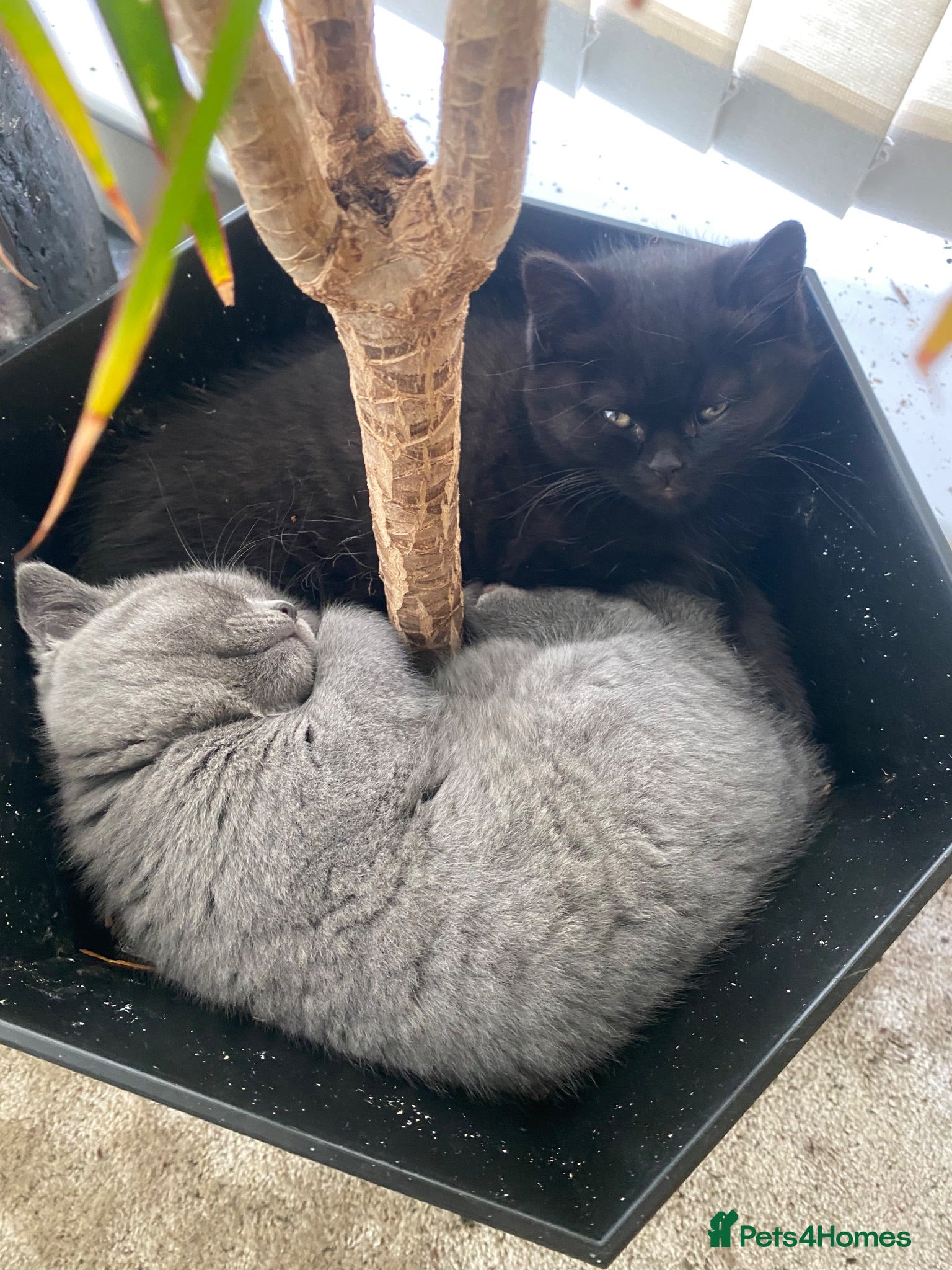 British Shorthair cats Last Exclusive Pedigree British Shorthair Girl - Advert 5
