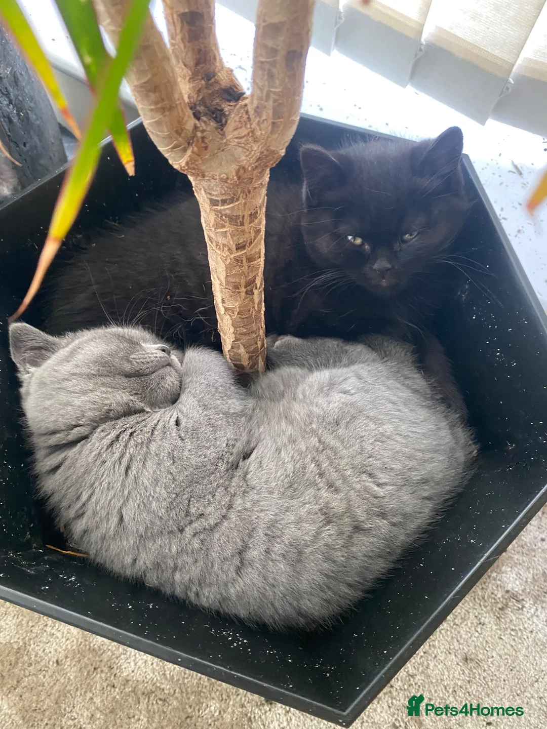 British Shorthair cats for sale: Last Exclusive Pedigree British Shorthair Girl in Bournemouth - Advert 1