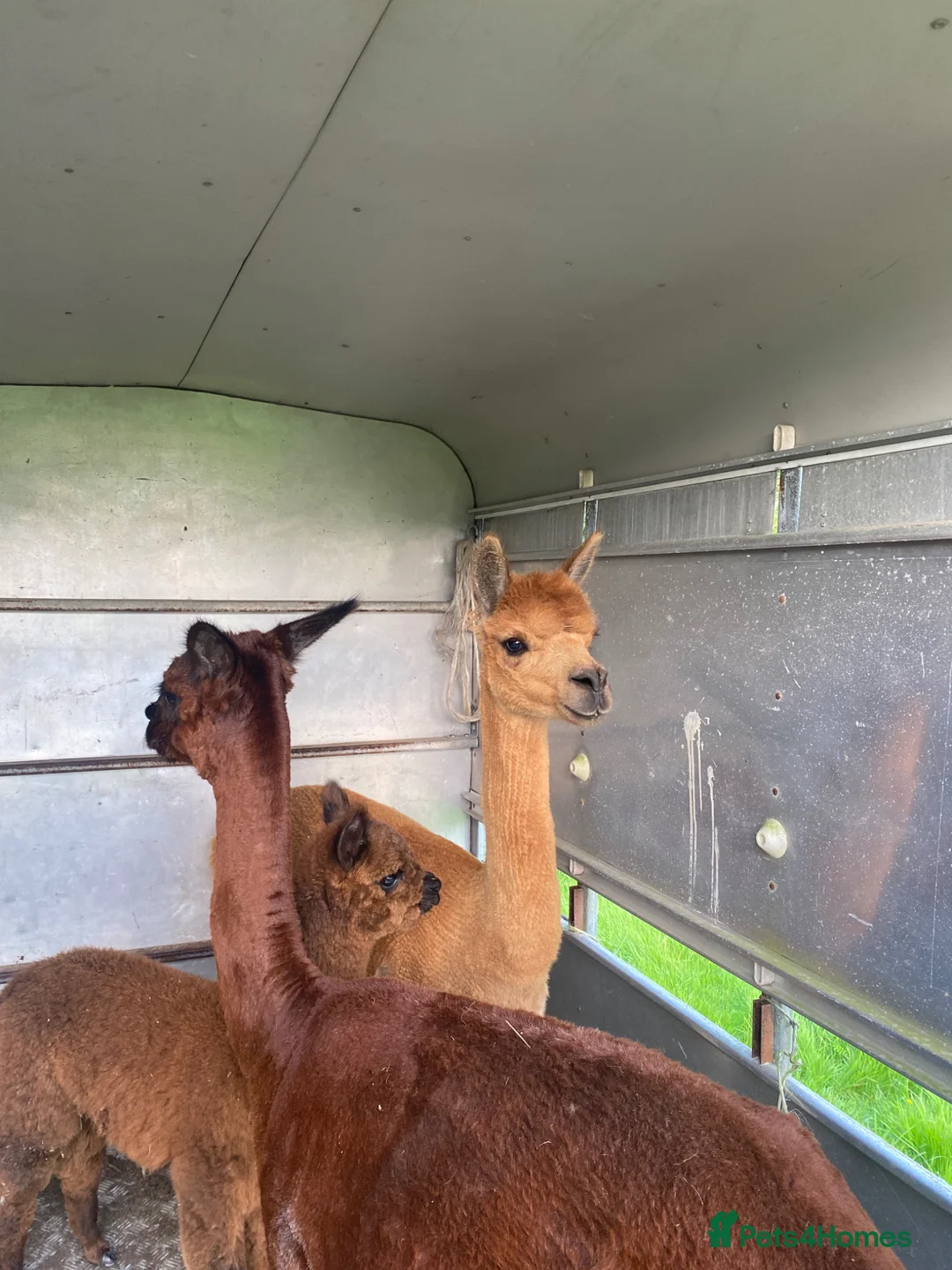 Alpaca livestock for sale: Mixture of Alpacas for sale  - Advert 8