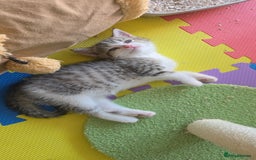 British Shorthair cats for sale: BRITISH SHORTHAIR KITTENS - Image 7