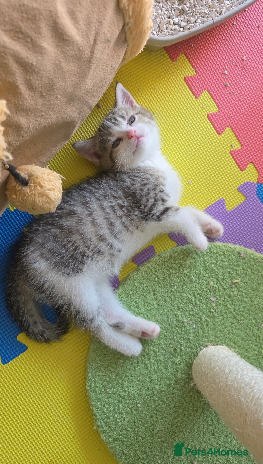 British Shorthair cats for sale: BRITISH SHORTHAIR KITTENS - Image 7