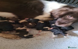 English Springer Spaniel dogs for sale: Kc reg English springer spaniel pups  - Image 13