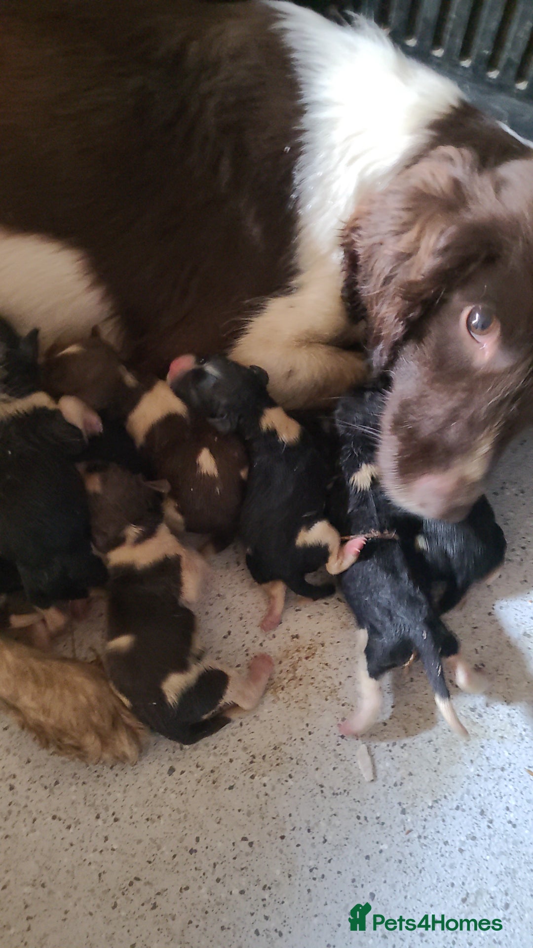 English Springer Spaniel dogs for sale: Kc reg English springer spaniel pups  - Image 13