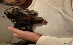 Miniature Dachshund dogs for sale: ❤️ 🐕 Miniature Dachshunds  - Image 9