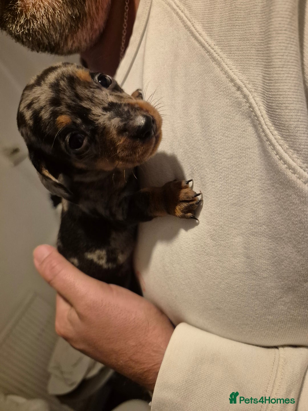 Miniature Dachshund dogs for sale: ❤️ 🐕 Miniature Dachshunds  - Image 9