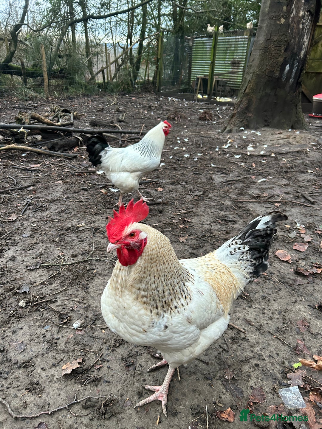 Chickens poultry for sale: Two handsome cockerels looking for a good home - Advert 2