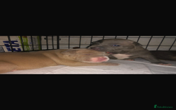 Mixed Breed dogs for sale: Staffies X pocket bully’s  - Image 1