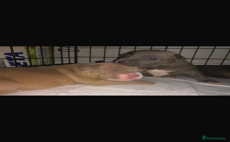 Mixed Breed dogs - Advert 4