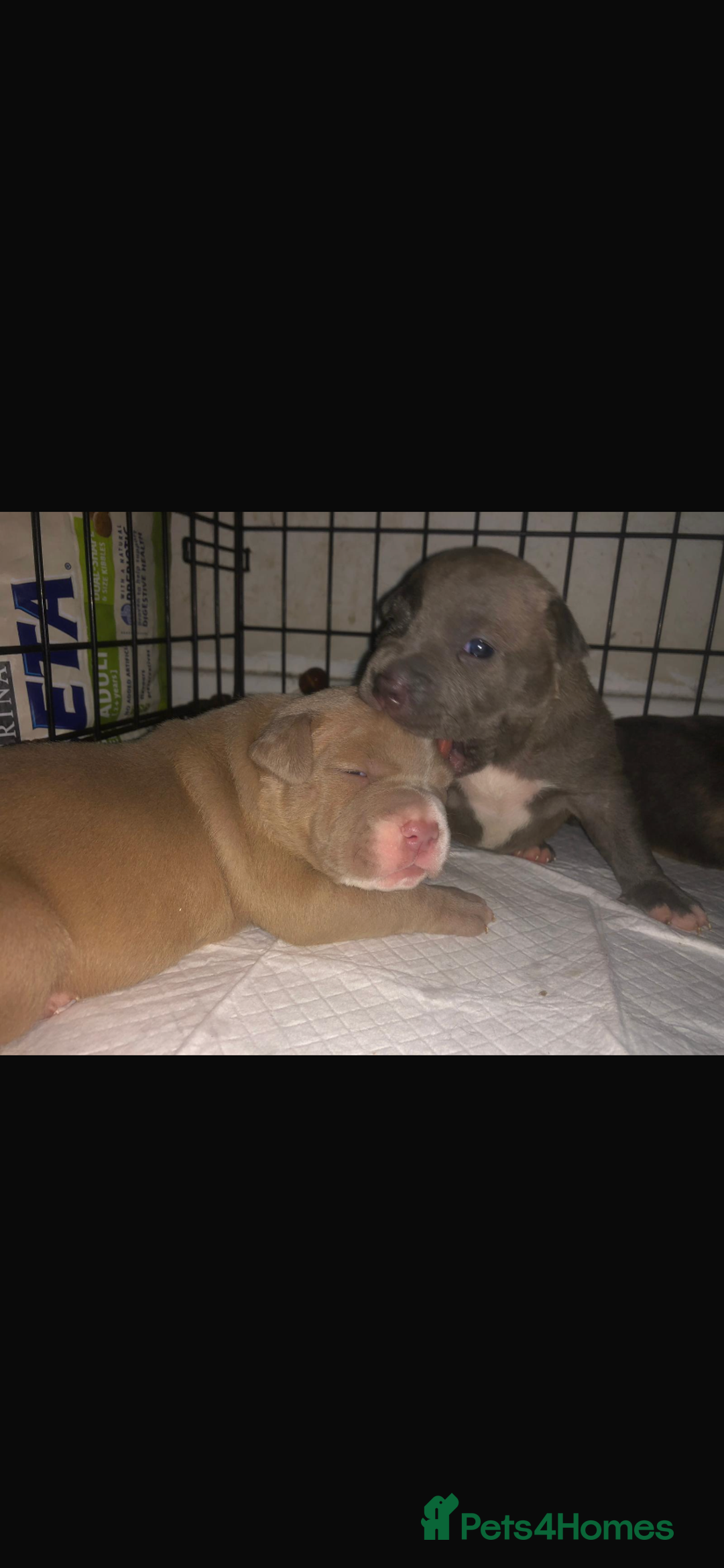 Mixed Breed dogs for sale: Staffies X pocket bully’s  - Image 1