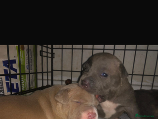 Mixed Breed dogs - Advert 1