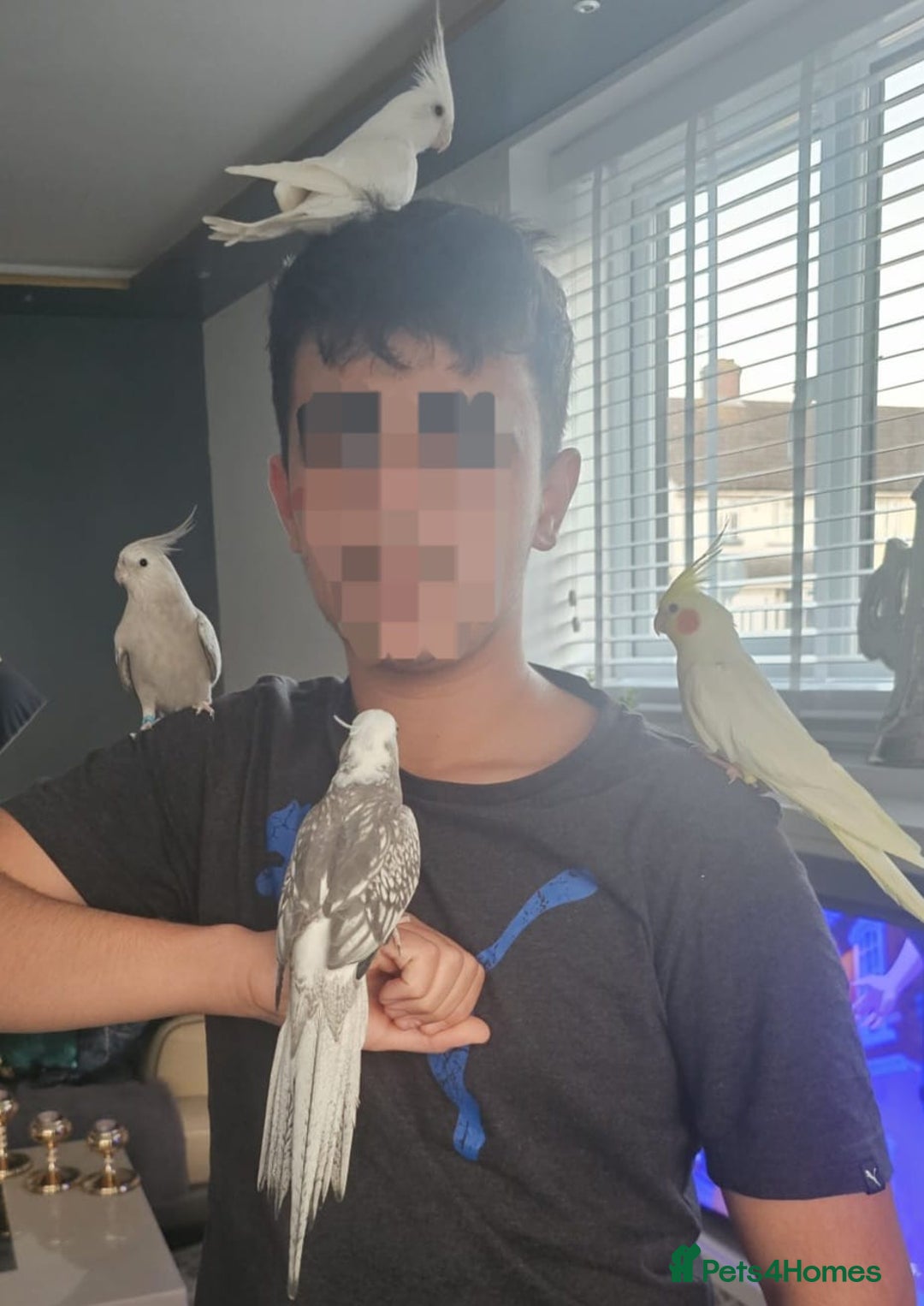 Cockatiels birds for sale: 4 cockatiels - 2 male, 2 female. - Advert 4