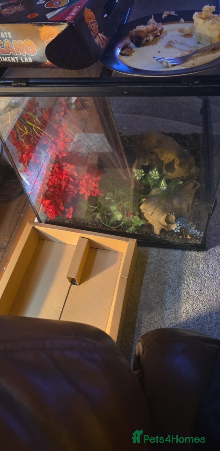 Gecko reptiles Tokay gecko and set up  - Advert 17