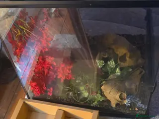 Gecko reptiles Tokay gecko and set up - Advert 1