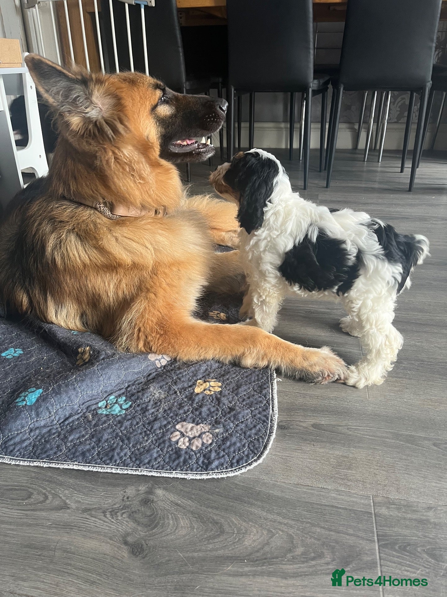 Cockapoo dogs READY NOW beautiful fluffy cockapoos - Advert 18