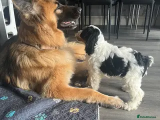 Cockapoo dogs READY NOW beautiful fluffy cockapoos - Advert 18
