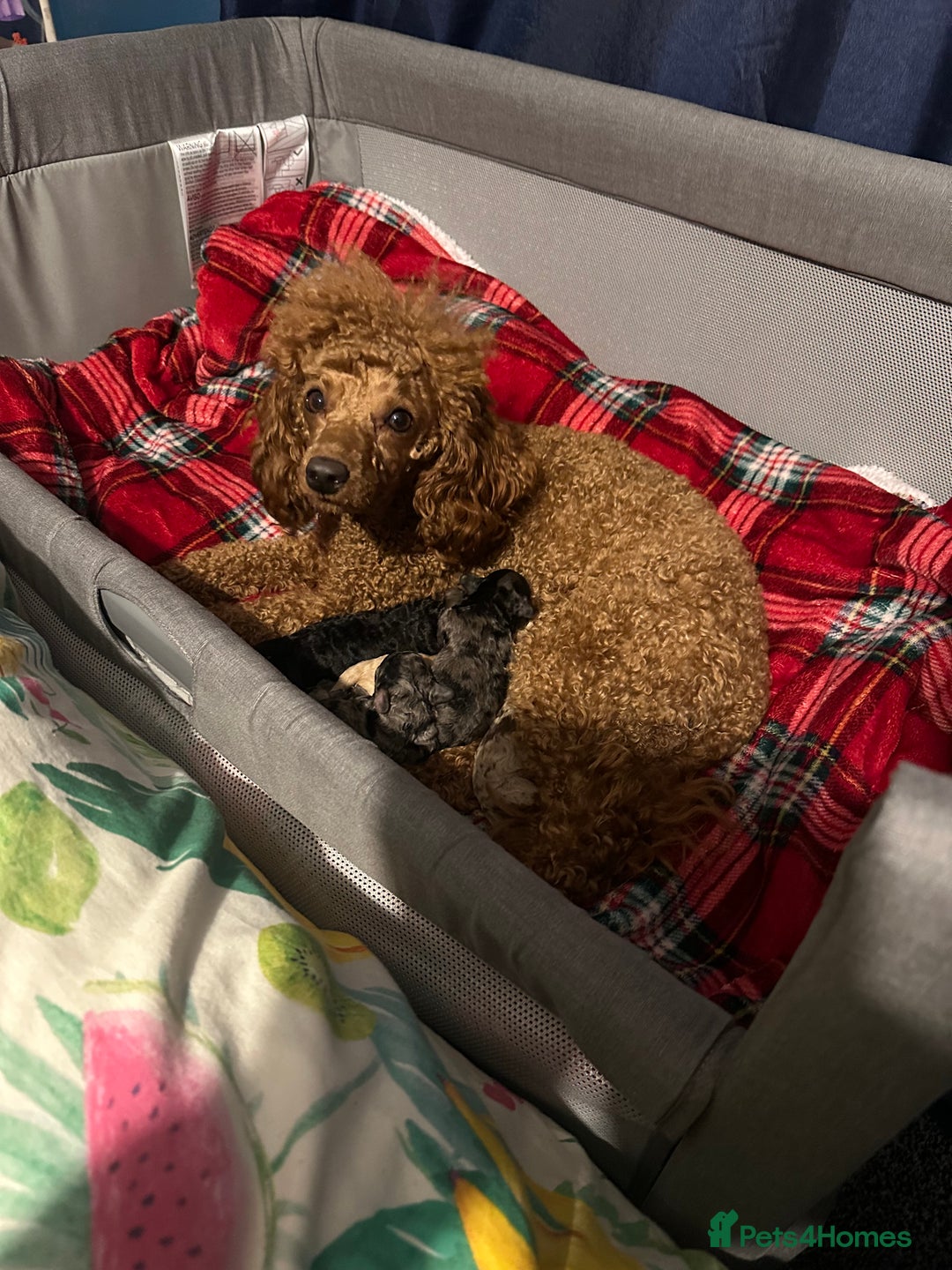 Toy Poodle dogs for sale: Gorgeous toy poodles  - Advert 7