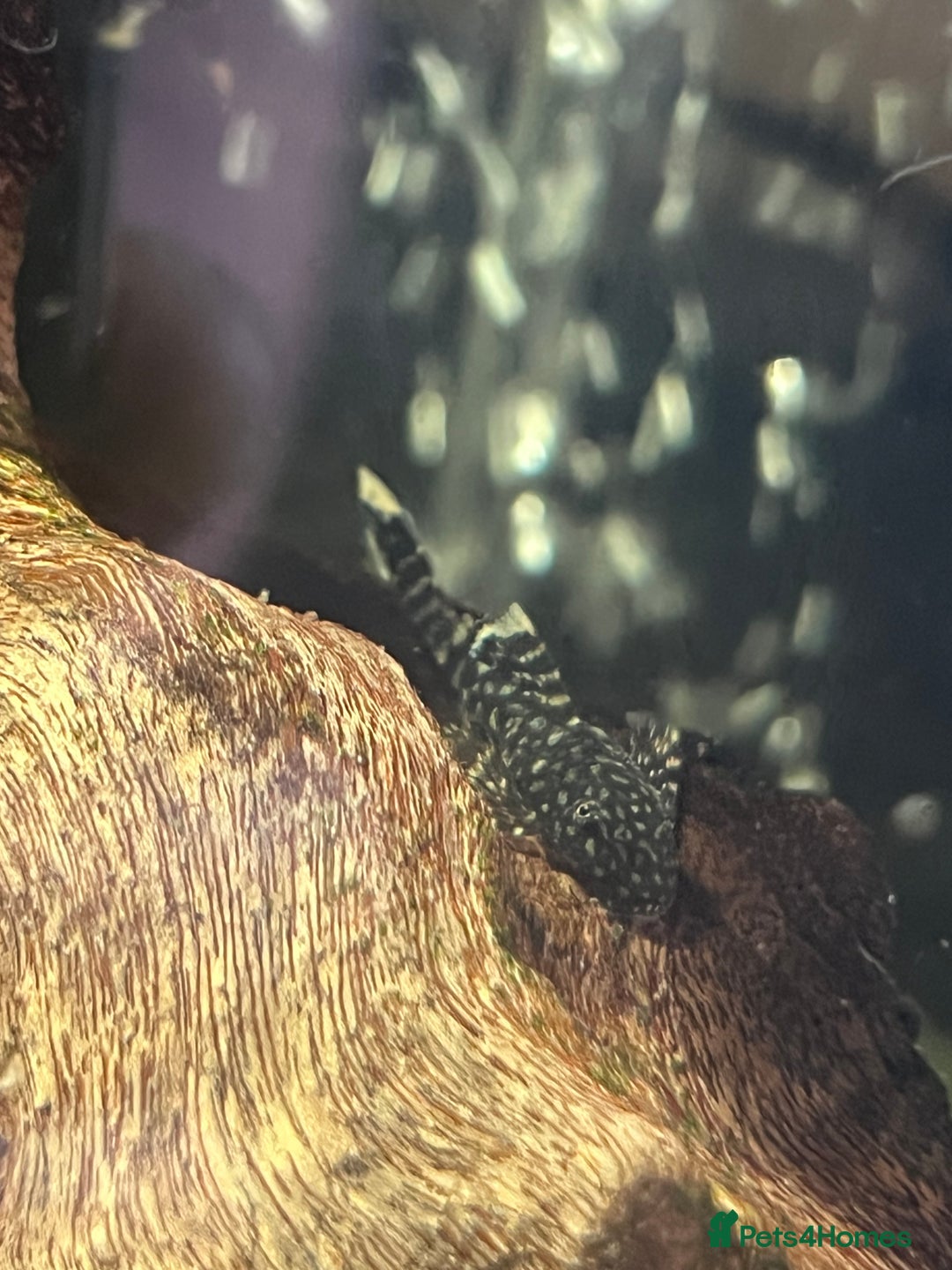 Plecos fish for sale: Longfin bristlenose plecos  in Wolverhampton - Image 3